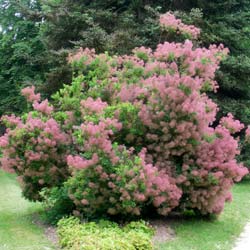 Smoke bush